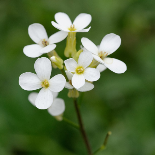 mouse-ear cress