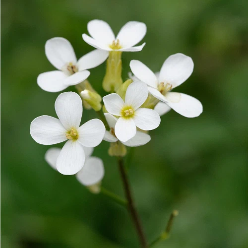 mouse-ear cress