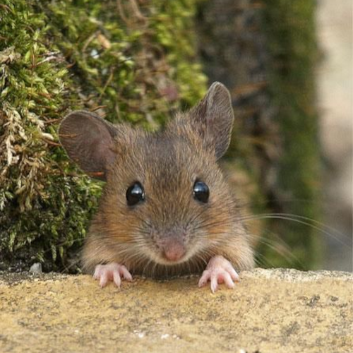 mus musculus