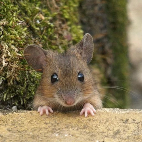 mus musculus