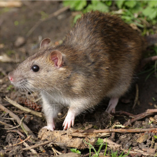 rattus norvegicus